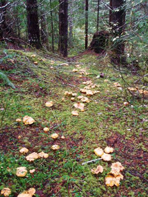 Mushroom Festival
